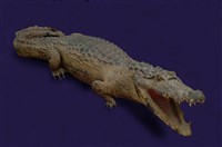 Spectacled caiman Collection Image, Figure 9, Total 12 Figures